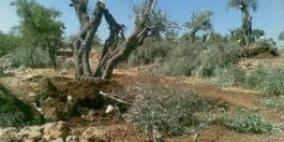 مستوطنون يقطعون عشرات اشجار الزيتون جنوب نابلس