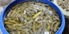 ضبط 15 طنا من المخللات الإسرائيلية المخالفة للمواصفات بالخليل