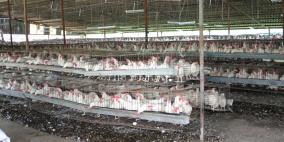 الشرطة تقبض على شخصين بتهمة سرقة مزرعة دواجن في نابلس