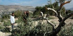 الاحتلال يقتلع أشجارا حرجية شرق يطا