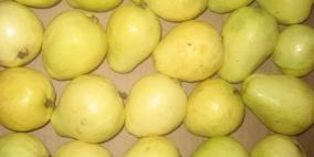 العمل الزراعي يوزع 12000 كرتونة لتصدير الجوافة والأفوجادو على مزارعين