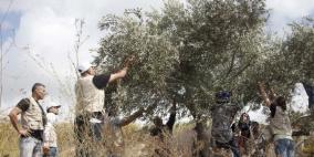 ثقافة طوباس تنظم ثلاث ندوات أدبية عن موسم الزيتون