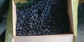 ضبط 700 ألف حبة "فياغرا" غير صالحة للاستعمال أثناء محاولة تهريبها للخليل