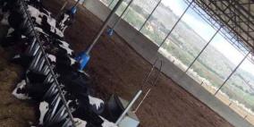 حليب بقري طازج بطعم الهَمّ