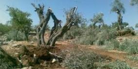 مستوطنون يقتلعون 40 شجرة زيتون في الخليل