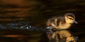 100 صورة لطيور مختلفة من جميع انحاء العالم