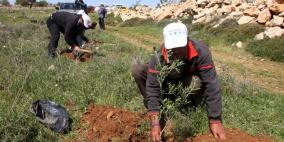 ناشطون يزرعون أشتال زيتون في أراض بالخضر لحمايتها من السلب