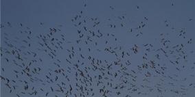 بيت لحم: إطلاق الأسبوع الوطني الثالث لمراقبة الطيور وتحجيلها