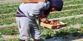 ذهب غزة الأحمر يتراجع