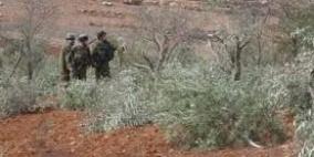 مستوطنون يقطعون عشرات الأشجار في بيت أمر