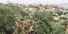 مستوطنون يقطعون عشرات أشجار الزيتون جنوب نابلس