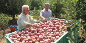 المزارعون يقطفون ثمار التفاح في الجولان المحتل