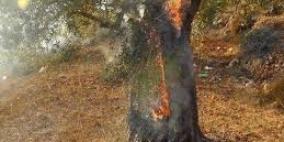 نابلس: مستوطنون يحرقون مئات الدونمات الزراعية في دير الحطب