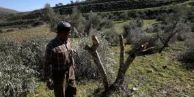 مستوطنون يقطعون أشجارا غرب بيت لحم