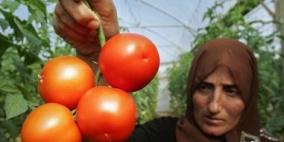 بندورة غزة تحنَ لموائد الضفة وترفض أسواق إسرائيل