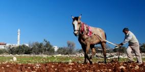 موسم حراثة الارض للزراعة في قرية سنجل قرب رام الله