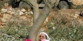 المقدسيون يقطفون زيتون سلوان المهددة أراضيها من الاحتلال