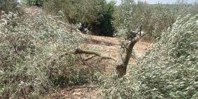 مستوطنون يقطعون 50 شجرة زيتون جنوب نابلس