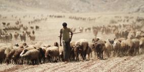 رجل يرعى الاغنام في قرية الجفتلك قرب وادي الاردن