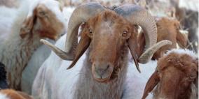 شروط اسرائيلية على ذبح الأضاحي في القدس المحتلة