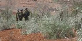 قلقيلية: المحافظ يدين اقتلاع المستوطنين 150 شجرة زيتون من أراضي قرية كفر قدوم