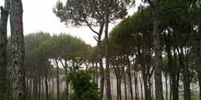 مشروع لإنشاء غابة في الشيوخ