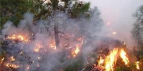 حريق يلتهم أكثر من 2000 شجرة زيتون جنوب طولكرم