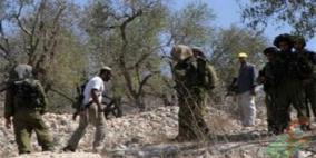 مستوطنو ماعون يقطعون عشرات أشجار الزيتون شرق يطا
