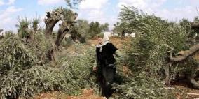 مستوطنون يتلفون محاصيل شتوية شرق يطا بالخليل