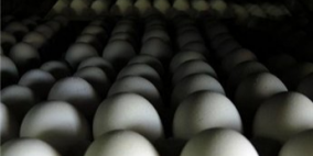 تصدير أول شحنة من البيض الفلسطيني إلى الأردن