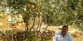 من قرية فرخة إلى العالمية