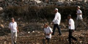 مستوطنون يدمرون أشجار زيتون غرب بيت لحم