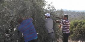 قلقيلية: يوم لقطف الزيتون في قرية كفر قدوم