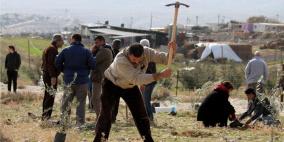 ناشطون يزرعون أراض مهددة بالاستيطان شرق بيت لحم بأشتال الزيتون