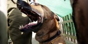 كلاب مستوطنة 'شاكيد' تهاجم شابا من نزلة زيد وتصيبه بجروح