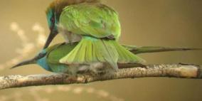 الإعلان عن إصدار كتاب 'الحياة البرية في فلسطين'