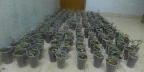 الشرطة تقبض على شخص بحوزته (183) شتلة ماريجوانا في قلقيلية