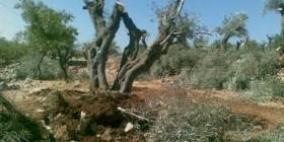 مستوطنون يقتلعون 200 شجرة زيتون من أراضي الخضر ببيت لحم