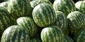 نابلس: ضبط 28 طنا من بطيخ المستوطنات