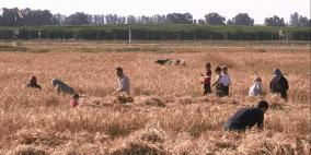 موسم حصاد القمح في قطاع غزة