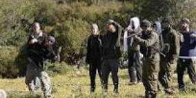 مستوطنون يسرقون محصول الزيتون من أراضي جلبون شرق جنين