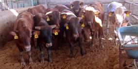 الأضاحي في غزة.. أسعار مناسبة وإقبال ضعيف