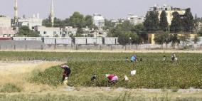 "الأغذية العالمي" يدعو لهدنة بسوريا لإتمام الحصاد