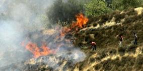 مستوطنون يحرقون أشتال زيتون جنوب بيت لحم