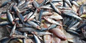 ضبط ثلاثة أطنان من الأسماك الفاسدة في إحدى قرى نابلس