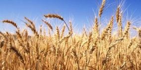 مصر تشتري 5 ملايين طن من القمح المحلي