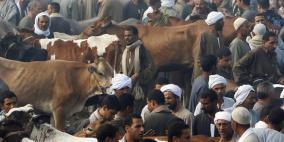مصر جاهزة لتزويد روسيا باللحوم والأسماك والحليب