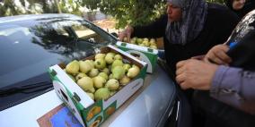 قلقيلية تنتج 12 الف طن جوافة