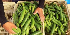 للمرة الثانية- الكشف عن مادة سامة في محصول الخيار بغزة