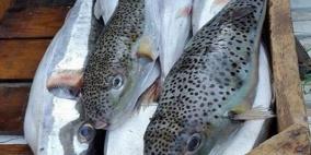 ضبط السمك الارنب السام في اسواق غزة